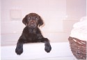 Hugo - 12 wks - bathtub.jpg